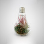 Ampoule Tillandsia