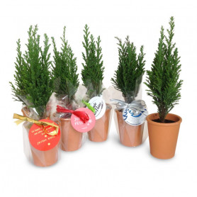 Pot mini sapin Made in France PINETREE